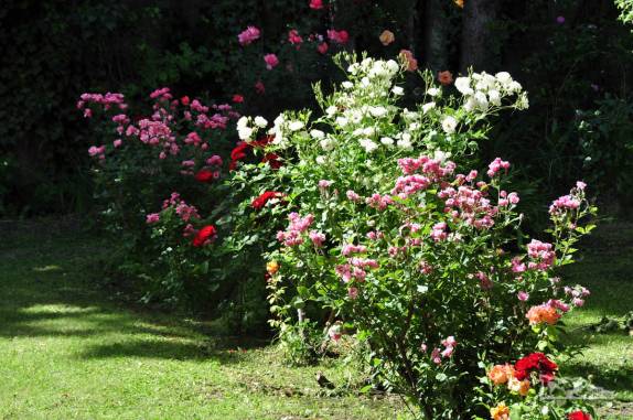 Jardim florido de Casa de Chá em Gaiman, cidade de colonização galesa na Patagônia, na Argentina